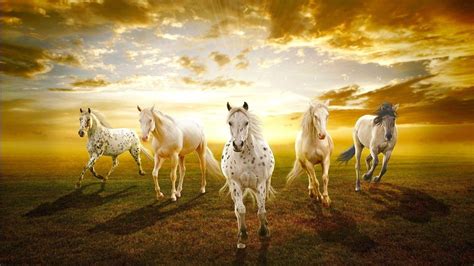 7 Horse Desktop Wallpaper Hd Glad Philis