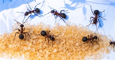Sugar Ants Effective Management And Prevention