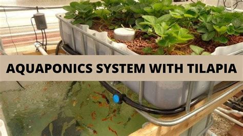 Tilapia Aquaponics