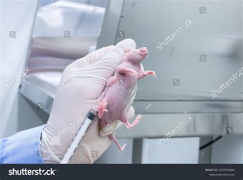 Subcutaneous Tumors Nude Mice Royalty Free Images Stock Photos Pictures Shutterstock