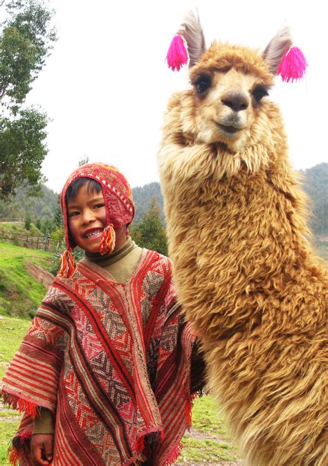 A Boy And His Llama Peru Peru Llama Animals