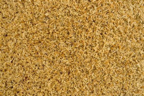 Spagmoss Sphagnum Moss - At the Root of Healthier Plants | Besgrow