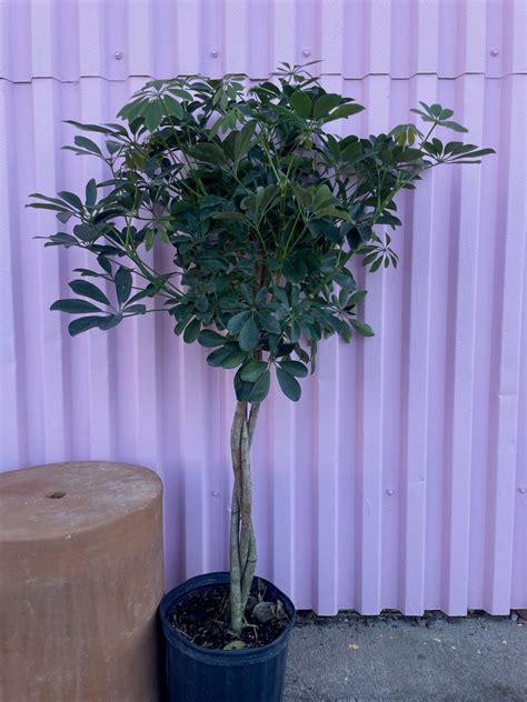 Dwarf Umbrella Tree Tree Varnish Vine