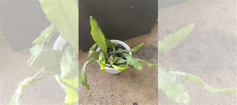 Эпифиллум купить в Москве | Товары для дома и дачи | Авито