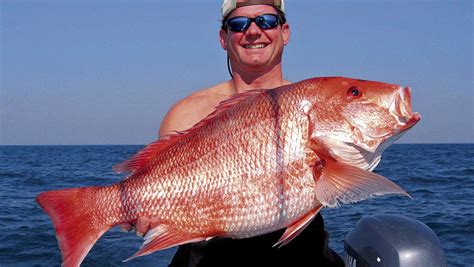 Red Snapper Vs Vermilion Snapper