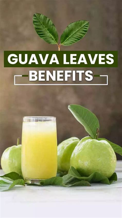 Top 6 Health Benefits Of Guava Leaves