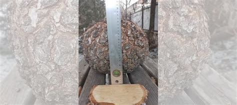 Сувель березовый купить в Красноярске | Личные вещи | Авито