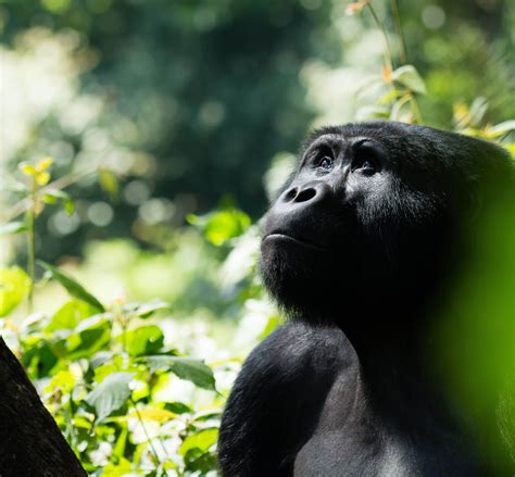 Uganda - African Bush Explorers