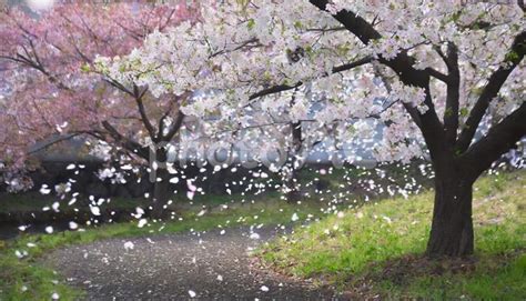 散りゆく桜の花 No 28676436｜写真素材なら「写真ac」無料（フリー）ダウンロードok