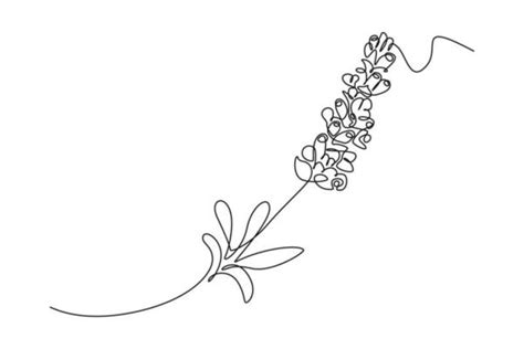 Lavender Line Drawing Vector Art Icons And Graphics For Free Download
