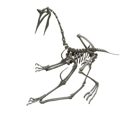 💀 Quetzalcoatlus Complete Skeleton・ Stl File For 3d Printing And Cnc