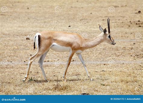 Grants Gazelle Gazella Granti Stock Photography Image 35356172