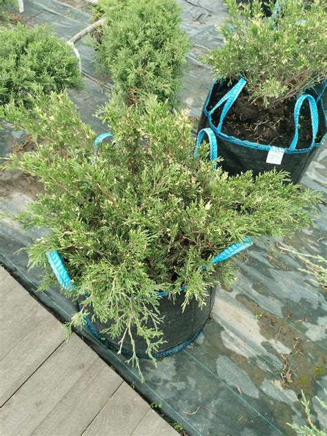 Можжевельник китайский (лат. Juniperus chinensis)