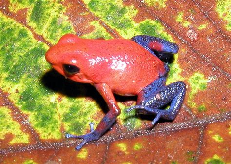10 Interesting Facts About Frogs - Discover Walks Blog