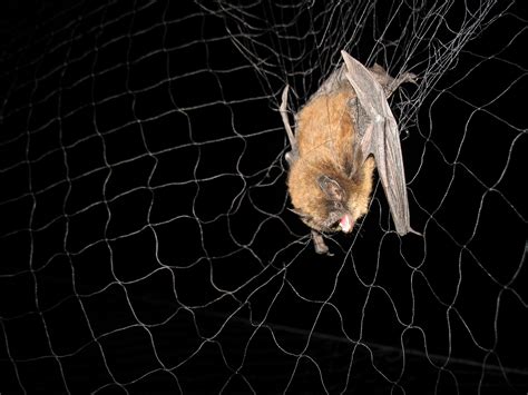 Studying Bats Bats U S National Park Service