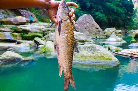 Fish In Bangladesh Caught From Waterfall Stock Image Image Of
