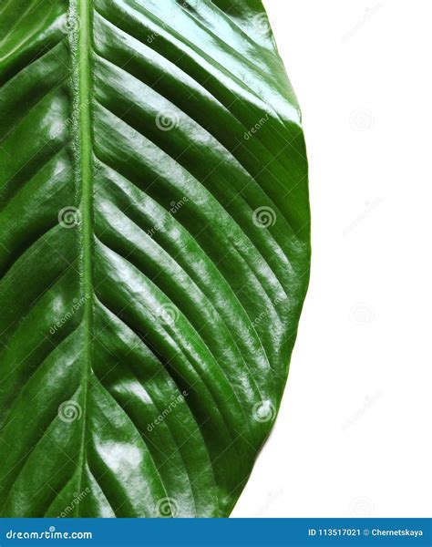 Beautiful Spathiphyllum Leaf on White Background, Stock Image - Image