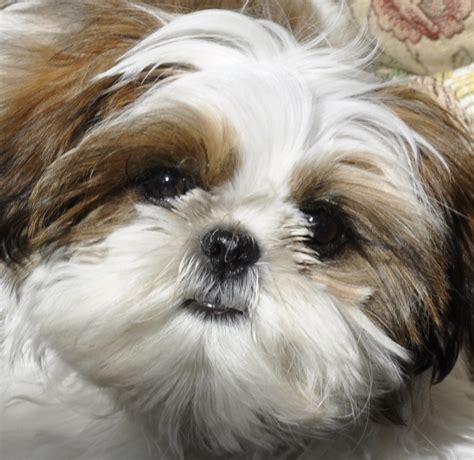 Cute Dogs: Shih Tzu