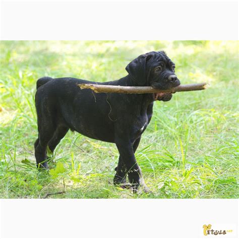 Продам/купить щенки Кане Корсо от Итальянской пары, Харьков — PetsUA