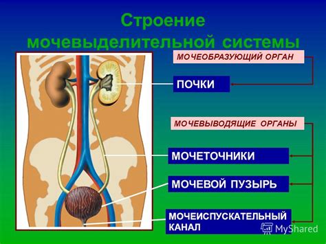 Презентация на тему: "Тема урока: «Строение и функции мочевыделительной ...