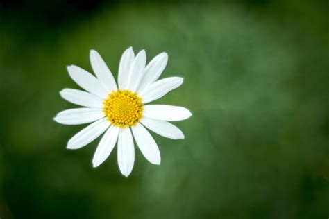 Bildet Natur Gress Blomstre Anlegg Fotografering Eng Sollys