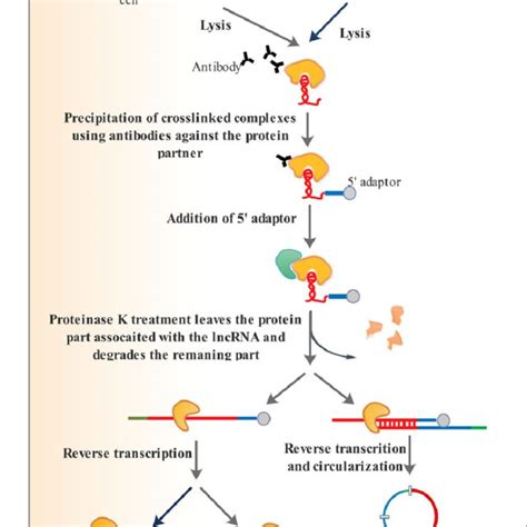 Classification of lncRNA functions. (A) LncRNAs can recruit different ...
