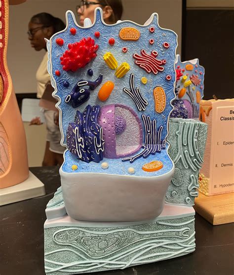 PRACTICAL 1 Diagram | Quizlet