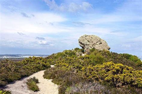 Studland And Godlingston Heath Nature Reserve Natureflip