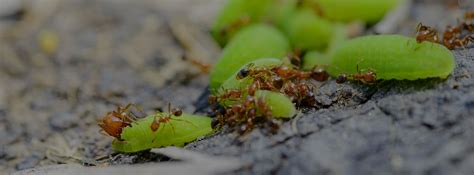 Fire Ant Environmental Factor