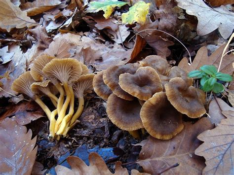Лисички коричневые: Cantharellus). Все виды лисичек с фото и описанием