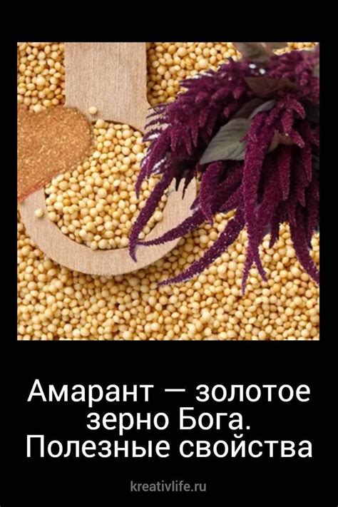 🔆 Амарант: польза или вред? Полезные и лечебные свойства ⤵️ | Амарант ...