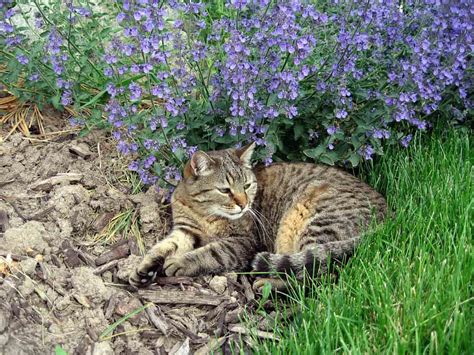Кошачья мята для кошек: для чего она нужна, фото, описание, где растет