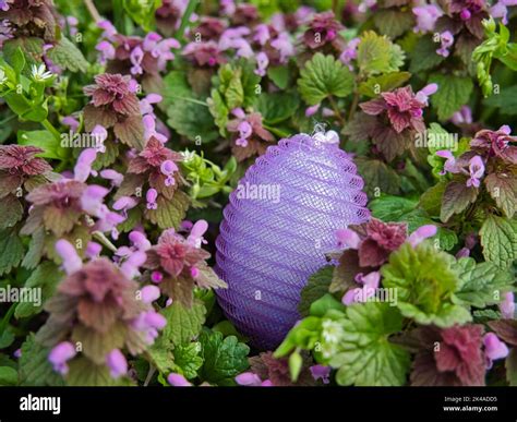 Plastic Nylon Easter Egg Among Wild Orchids Stock Photo Alamy