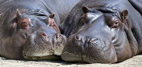 Black Hippopotamus Laying on Ground during Daytime · Free Stock Photo