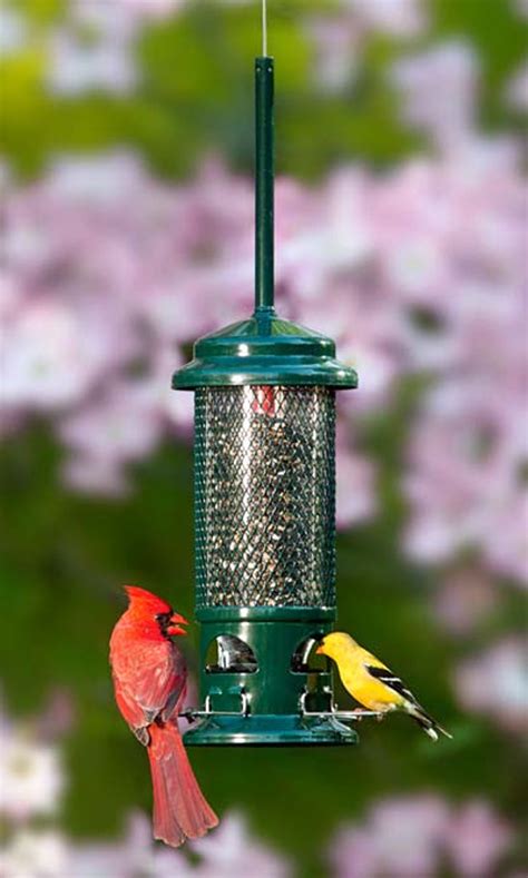 Squirrel Buster Standard Feeder - Mass Audubon Shop