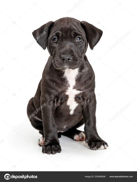Black Puppy White Chest