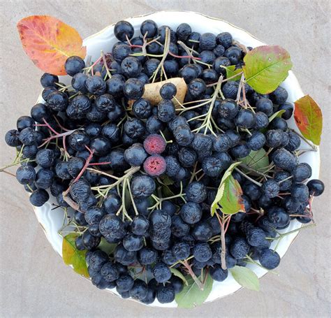 aronia grow   superfood gardenista