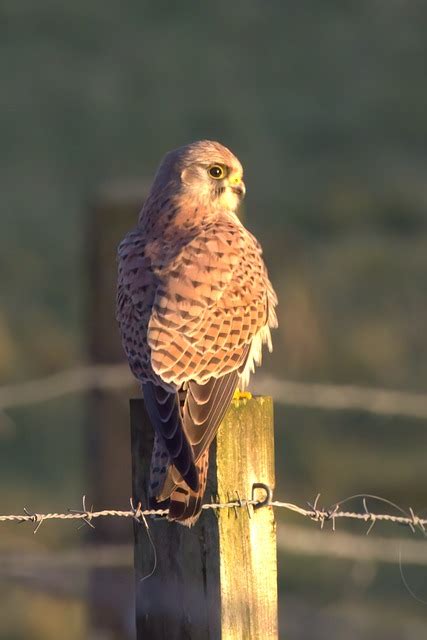 Bird Kestrel Raptor Of - Free photo on Pixabay - Pixabay