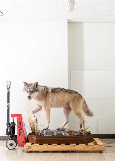 How Mistaken Identity and One Bullet Revealed a Star Predator Far From