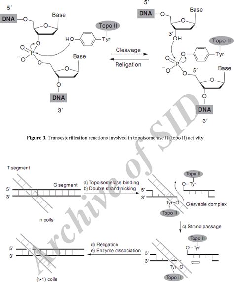 Figure 1 from Topoisomerase Inhibitors and Types of Them | Semantic Scholar