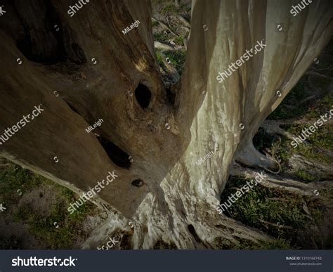 Nude Tree Season Stock Photo Shutterstock