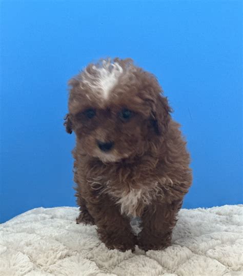 Toy poodle Puppy - Puppy Place USA