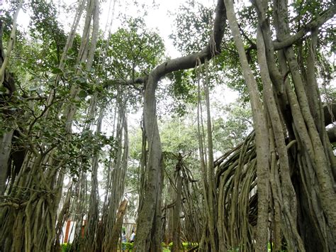 Big Banyan Tree Bangalore Images Worthview