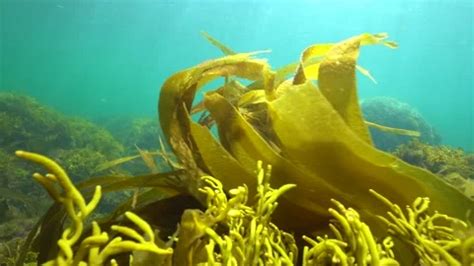 Ripples Of Brown Algae Seaweeds Underwat Stock Video Pond5