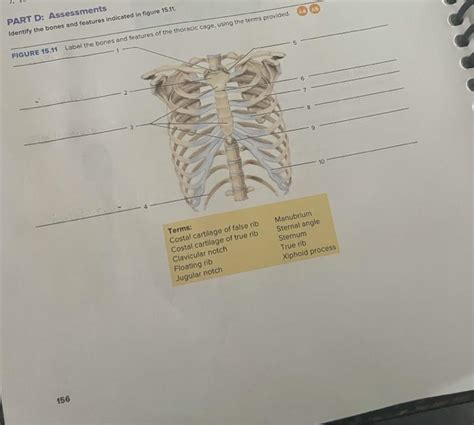 Solved Part D Assessments Identify The Bones And Features Chegg