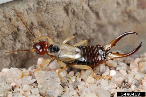 European Earwig Cesar Australia