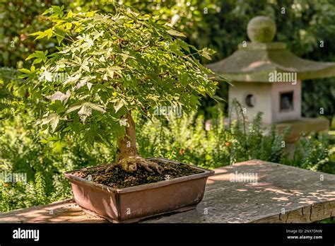 Acer Palmatum Dissectum Bonsai