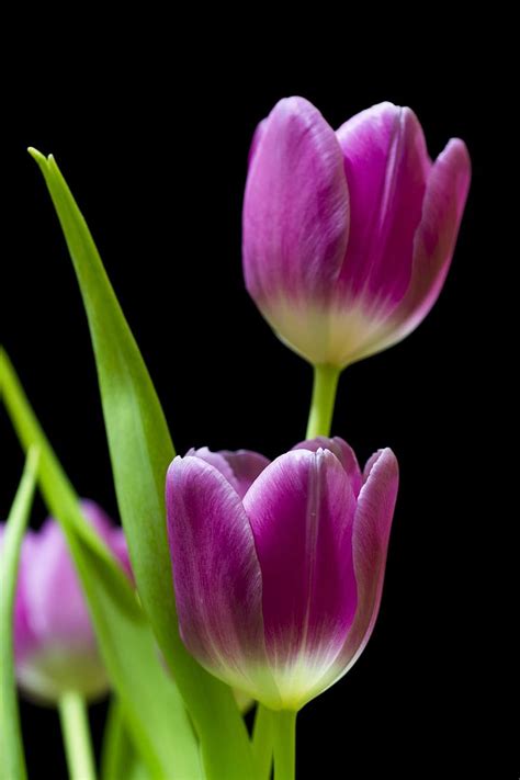 Background Tulip Wallpaper - EnWallpaper