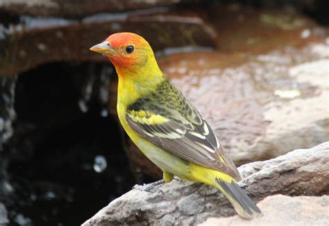 Western Tanager East Cascades Audubon Society