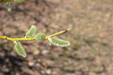 Premium Photo Branch Of Pussy Willow Isolated Close Up Copy Space